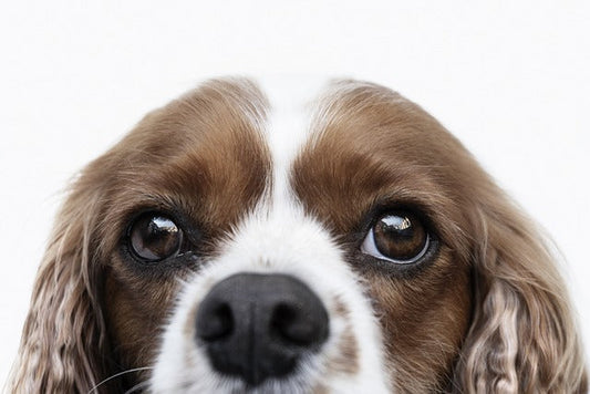 Optimizing Spaniel Health in 2025: Recommended Supplements for Peak Performance
