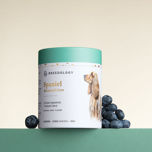 Spaniel Advanced Care