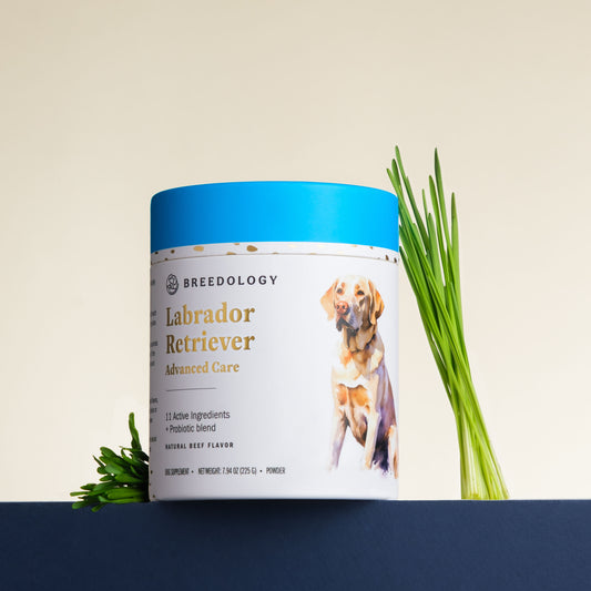 Labrador Retriever Advanced Care