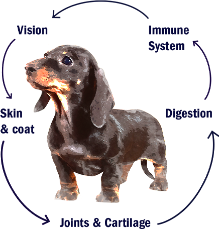 breed health