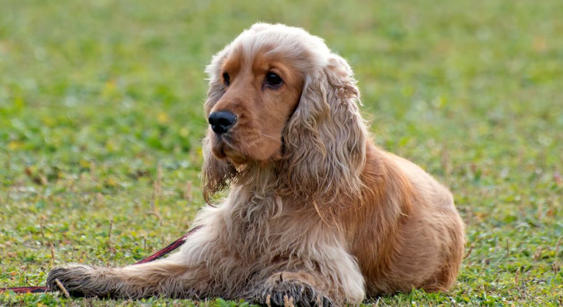Cocker Spaniel Liver Problems: Causes & Care | Breedology