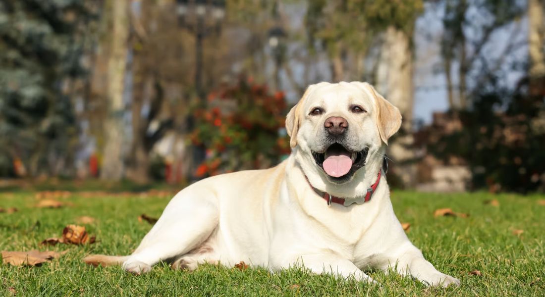 How to Choose a Dog Supplement: Labels | Breedology