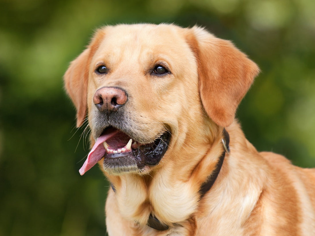 How to Keep Your Labrador Active as They Age