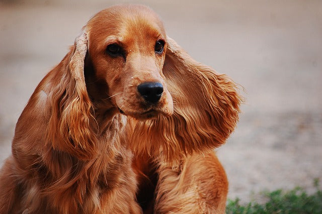 spaniel joint care