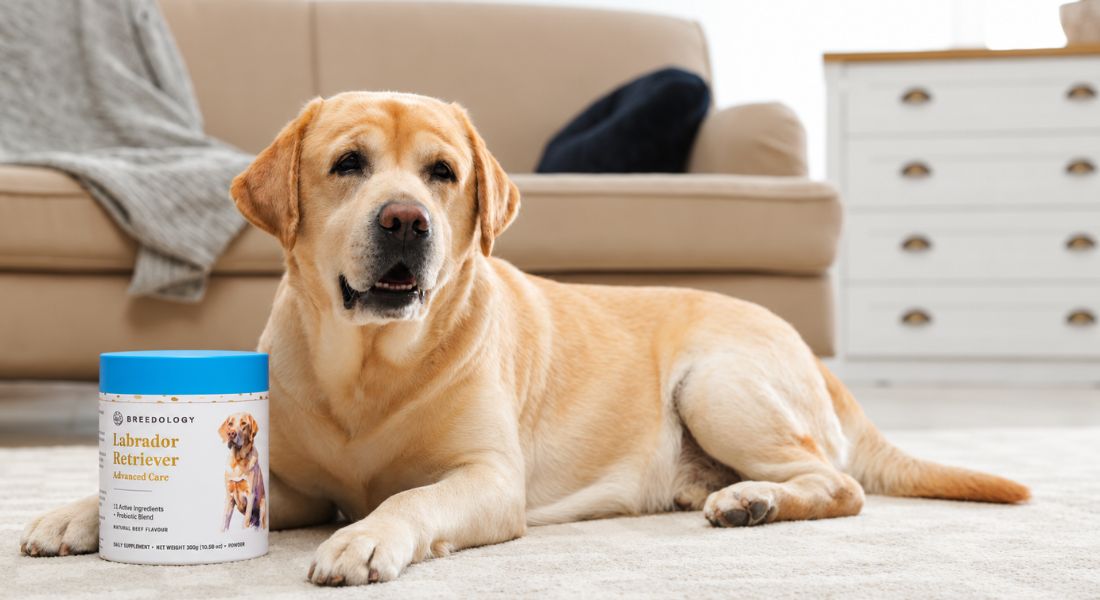 Dog Supplement Powder vs Chews: Which Is Best? | Breedology