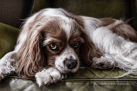 Managing Allergies in Spaniels: A Practical Guide for Healthier Skin and Comfort