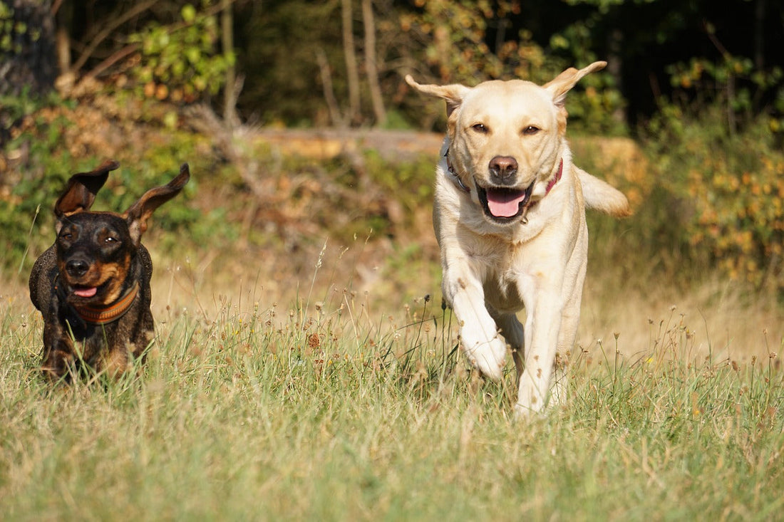 Top Exercises That Strengthen Labrador Joints