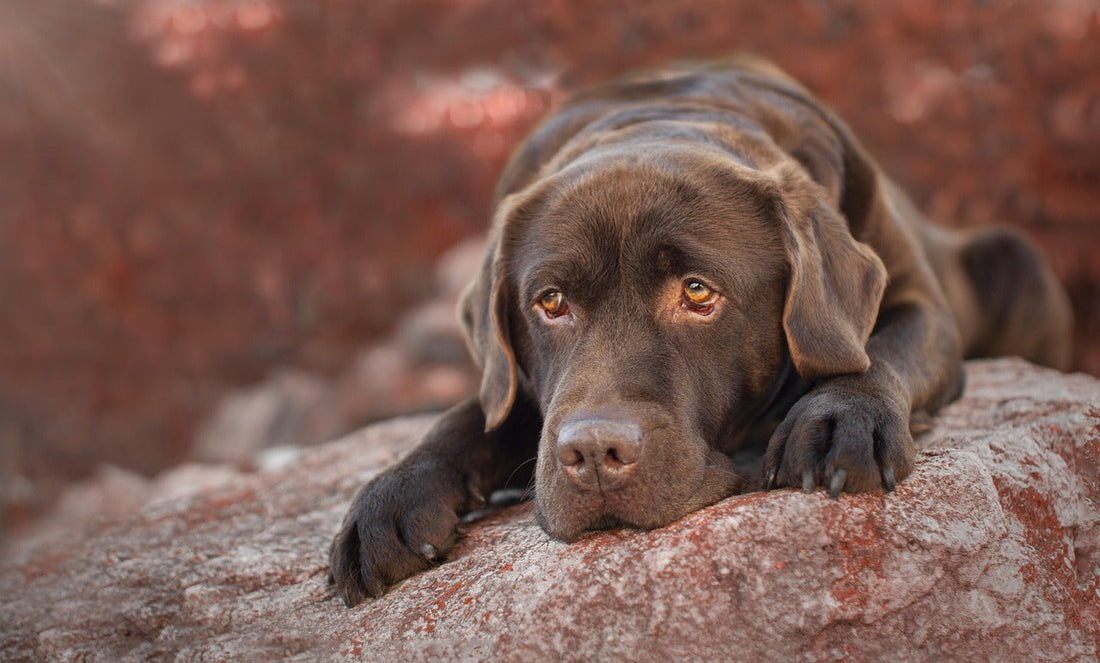 7 Signs Your Labrador May Need Joint Support
