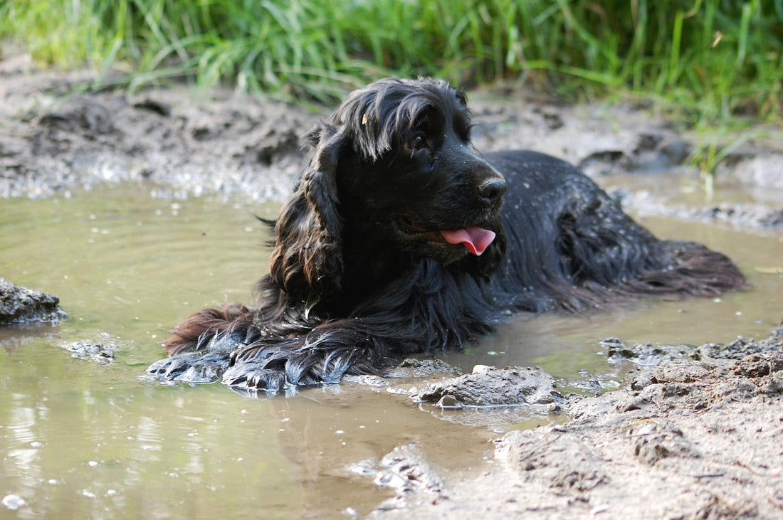 Best Supplements for Cocker Spaniels