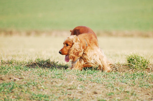 The Nutritional Requirements of Spaniels