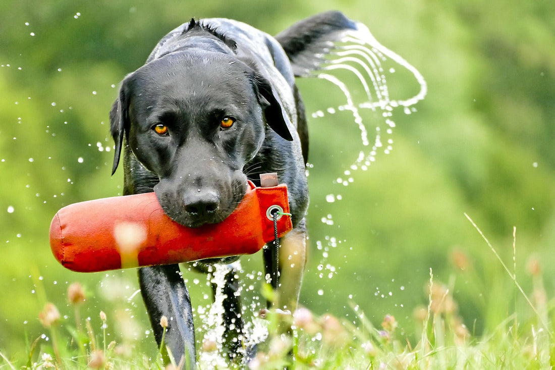 Labradors and Joint Health: What Every Owner Should Know