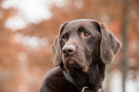 How to Prevent Hip Dysplasia in Labradors