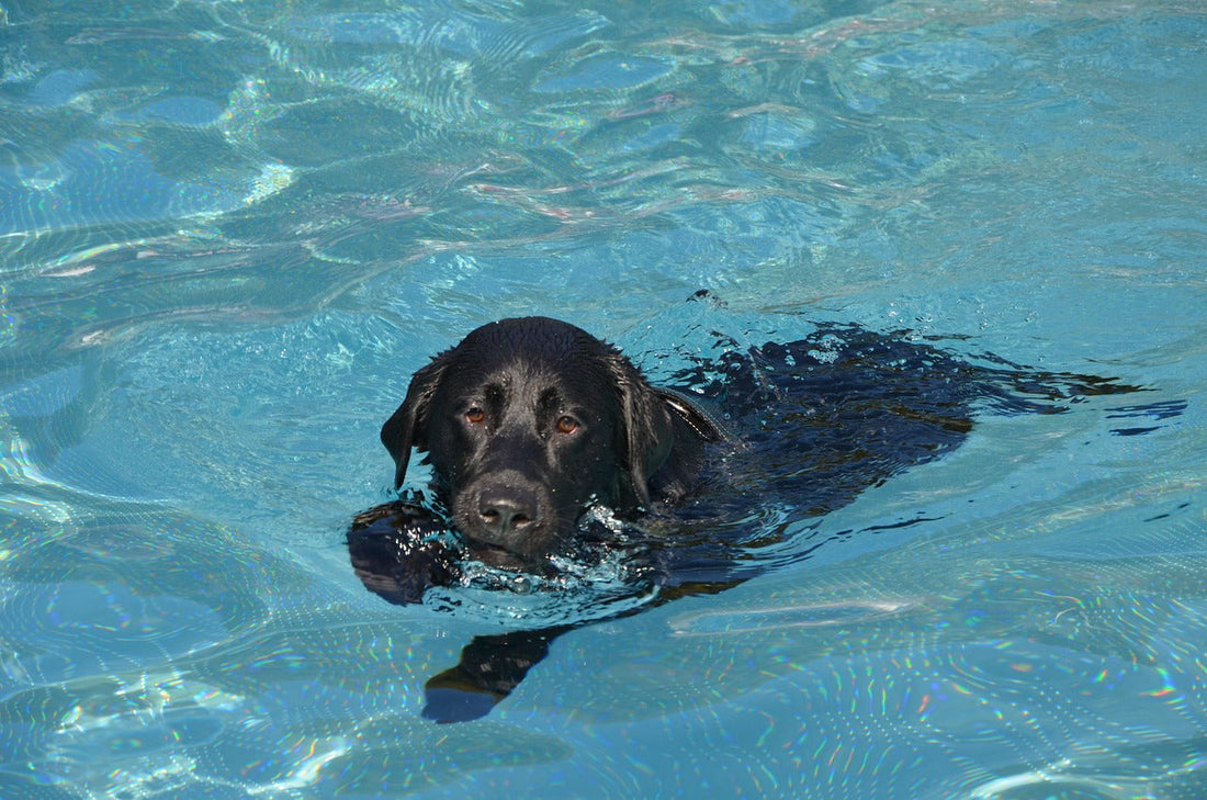 Hydrotherapy for Labradors: Does It Really Help Mobility?