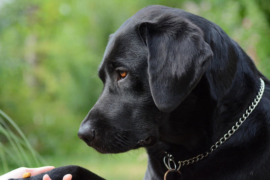 Labrador Arthritis: How to Ease Pain and Improve Mobility Naturally