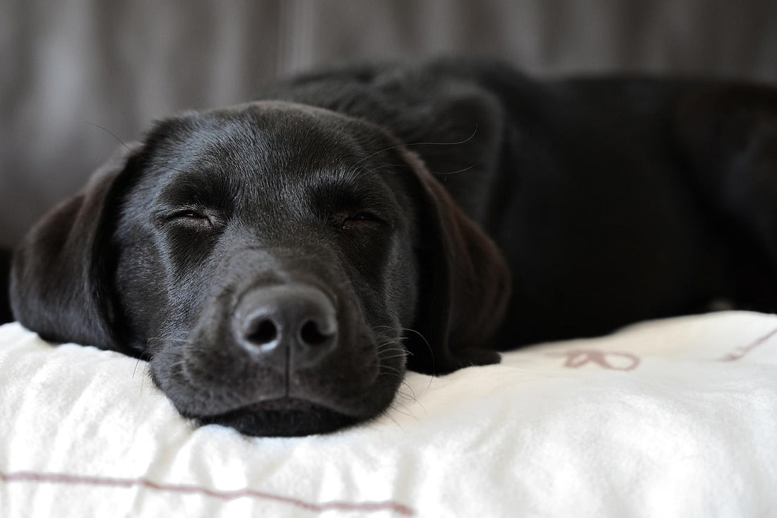 Labrador Health in 2026: Expert-Recommended Supplements for Optimal Health