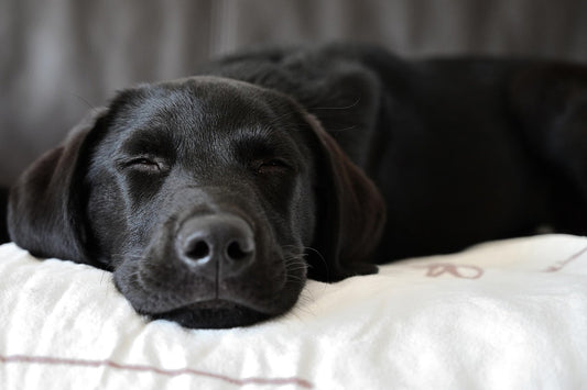 Labrador Health in 2026: Expert-Recommended Supplements for Optimal Health