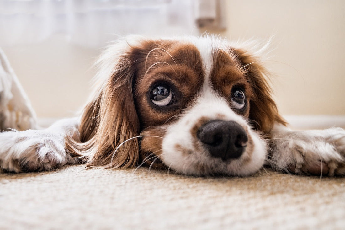 Optimizing Spaniel Health in 2026: Recommended Supplements for Peak Performance