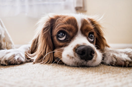 Optimizing Spaniel Health in 2026: Recommended Supplements for Peak Performance