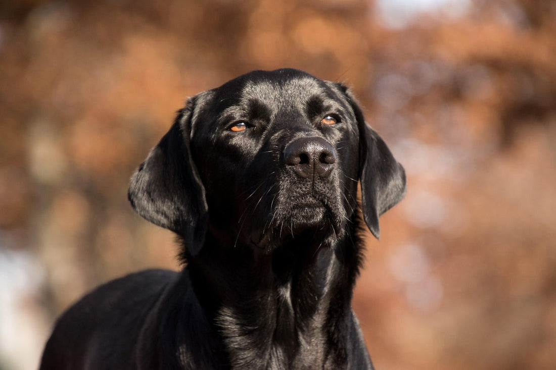 Best Joint Supplements for Labradors