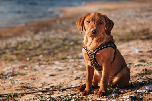 Labrador Nutrition Requirements: What Every Labrador Owner Should Know