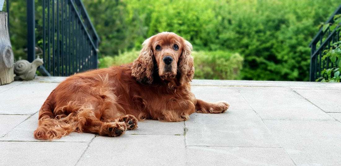 7 Signs Your Spaniel May Need Joint Support