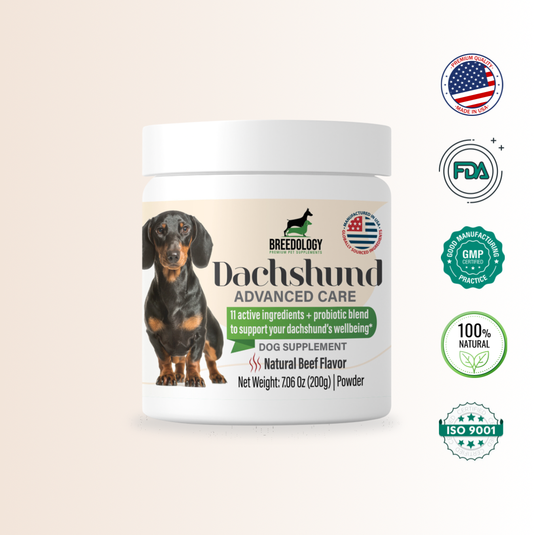 Dachshund Advanced Care