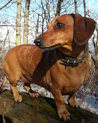 Buster
