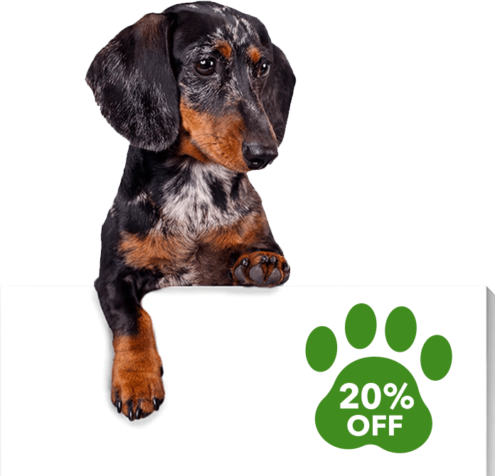 Best joint sales supplement for dachshunds